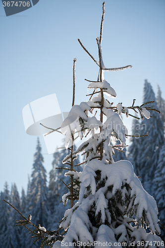 Image of pine tree forest background covered with fresh snow