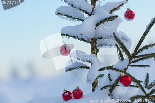 Image of christmas balls on pine tree