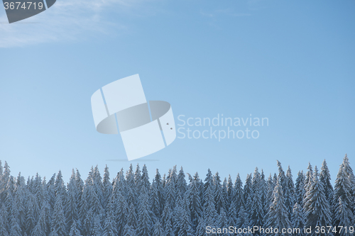 Image of pine tree forest background covered with fresh snow