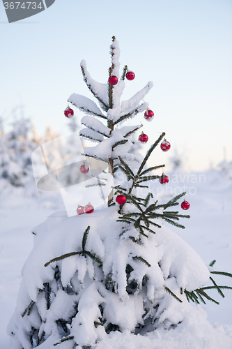 Image of christmas balls on pine tree