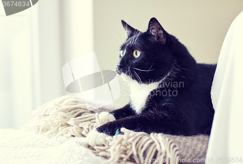 Image of black and white cat lying on plaid at home