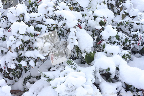 Image of Plants covered with snow