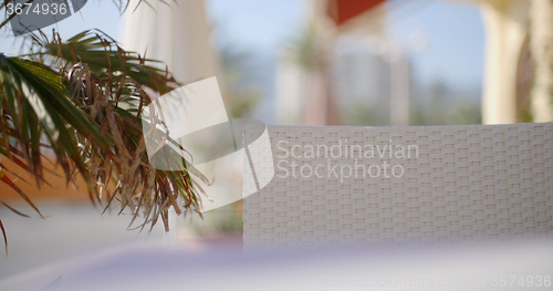 Image of Palm Branch Over Blurred Background