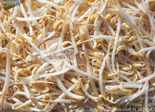 Image of Mung bean sprouts vegetables