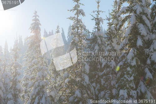 Image of pine tree forest background covered with fresh snow