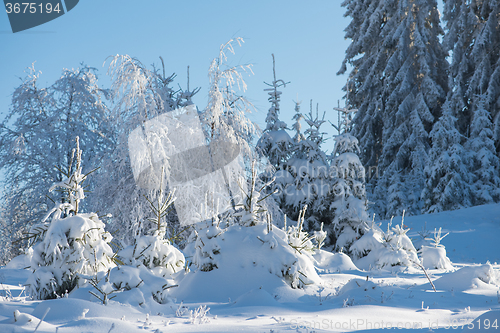 Image of pine tree forest background covered with fresh snow