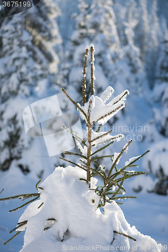 Image of pine tree forest background covered with fresh snow