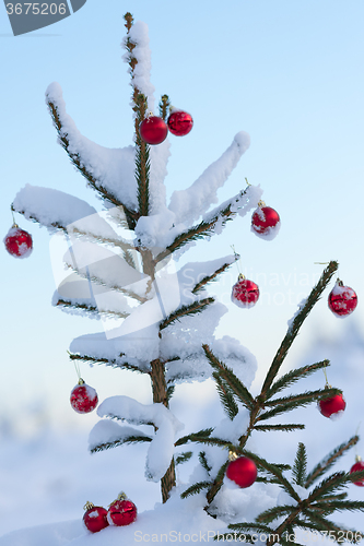 Image of christmas balls on pine tree