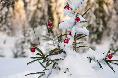 Image of christmas balls on pine tree