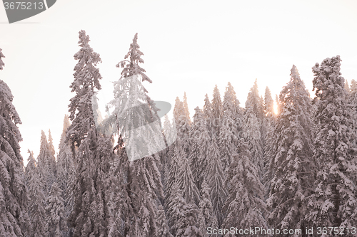 Image of pine tree forest background covered with fresh snow