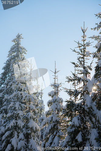 Image of pine tree forest background covered with fresh snow