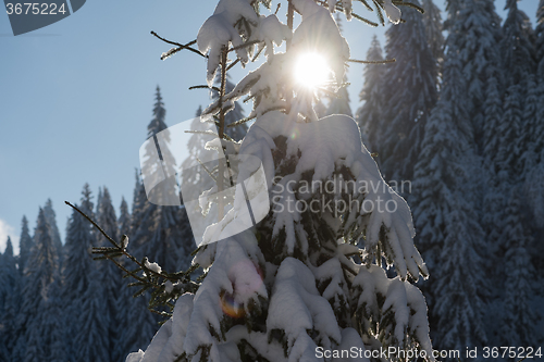 Image of pine tree forest background covered with fresh snow