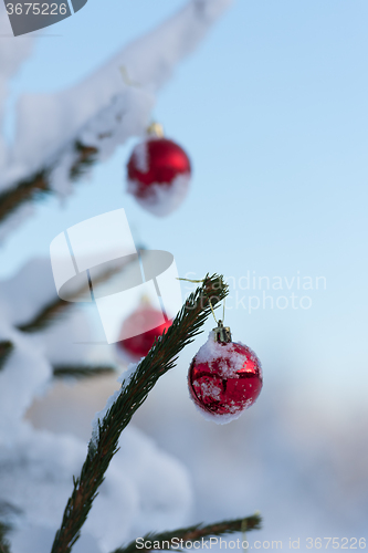 Image of christmas balls on pine tree