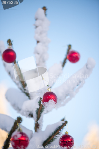 Image of christmas balls on pine tree