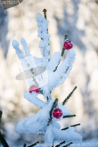 Image of christmas balls on pine tree