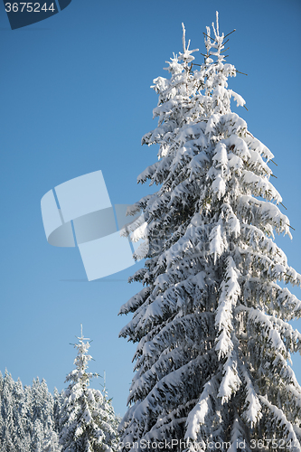 Image of pine tree forest background covered with fresh snow