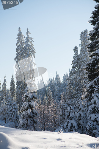 Image of pine tree forest background covered with fresh snow