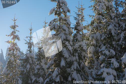 Image of pine tree forest background covered with fresh snow