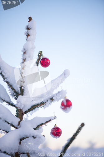 Image of christmas balls on pine tree