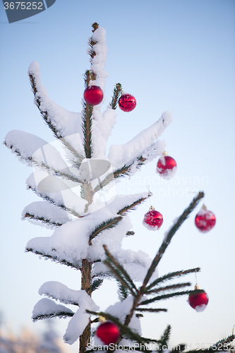 Image of christmas balls on pine tree