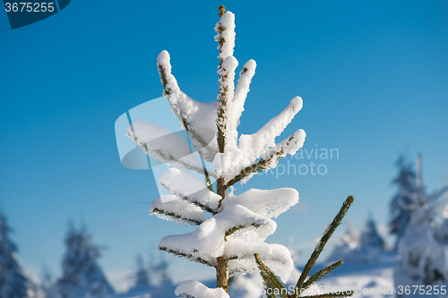 Image of pine tree forest background covered with fresh snow