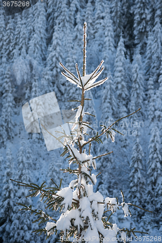 Image of pine tree forest background covered with fresh snow