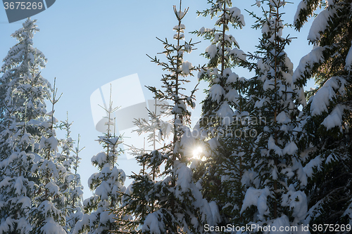 Image of pine tree forest background covered with fresh snow