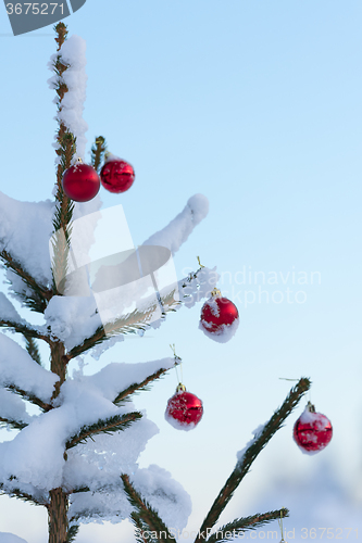 Image of christmas balls on pine tree