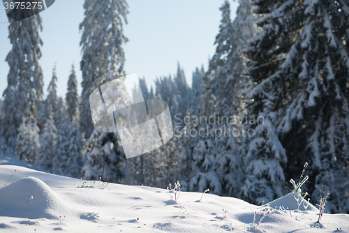 Image of pine tree forest background covered with fresh snow