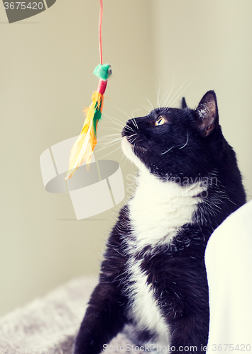 Image of black and white cat playing with feather toy