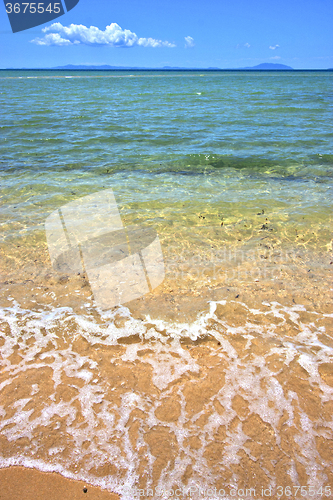 Image of beach seaweed in indian ocean nosy be   and foam