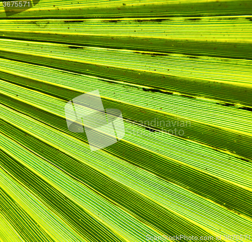 Image of abstract green leaf in the light and shadow morocco africa