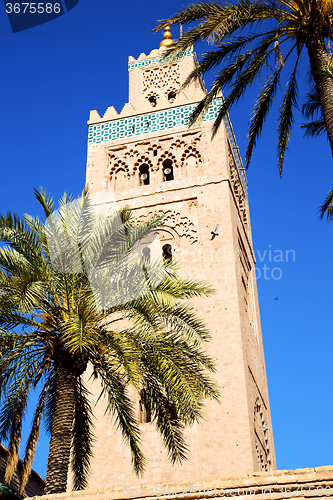 Image of history in maroc africa palm  and the blue   