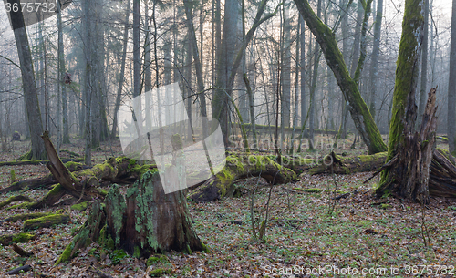 Image of Old trees in natural stand of Bialowieza Forest