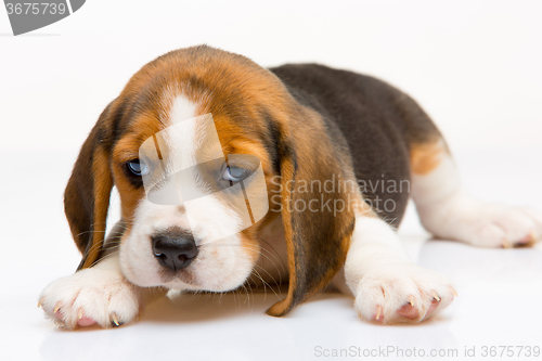 Image of Beagle puppy on white background