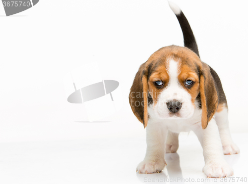 Image of Beagle puppy on white background