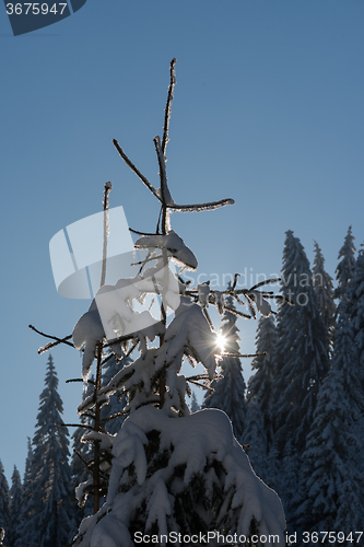 Image of pine tree forest background covered with fresh snow