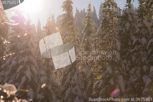 Image of pine tree forest background covered with fresh snow