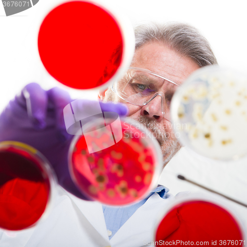 Image of Senior life science researcher grafting bacteria.