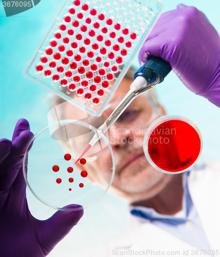 Image of Senior life science researcher grafting bacteria.