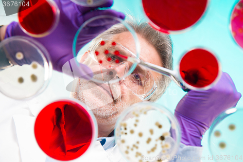 Image of Senior life science researcher grafting bacteria.