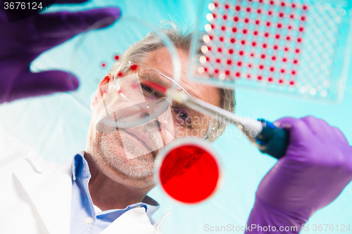 Image of Senior life science researcher grafting bacteria.