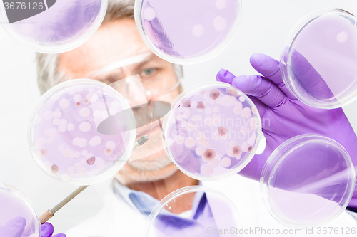 Image of Senior life science researcher grafting bacteria.