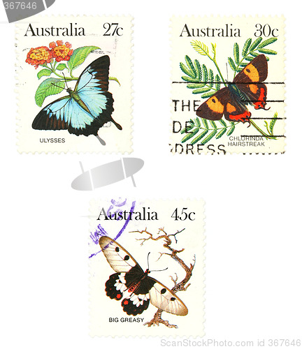 Image of Butterflies