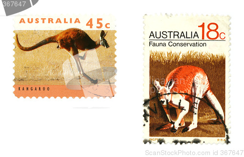 Image of Kangaroos