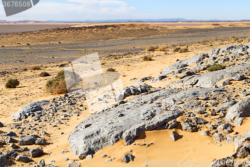 Image of  old fossil in bush   morocco sahara  
