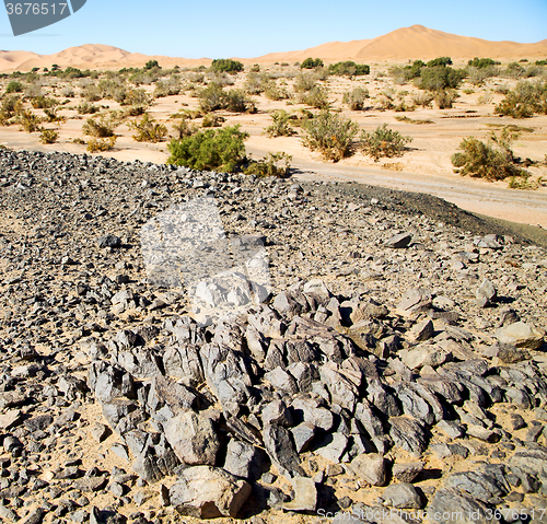 Image of  old fossil in  the desert of morocco sahara and rock  stone sky