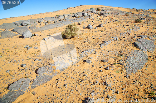 Image of  bush  old fossil in  the desert 