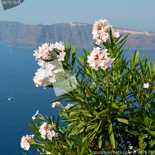 Image of  flowers  in architecture    europe cyclades santorini old town 