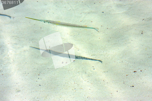 Image of   fish   isla contoy         in    the sea drop sunny day  wave